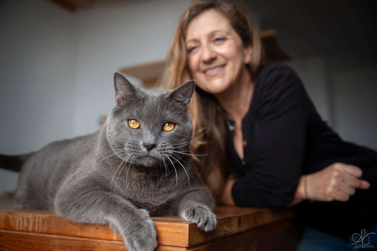 Cat Sitter et Chat gris sur une table Lou Cat - Cat Sitting