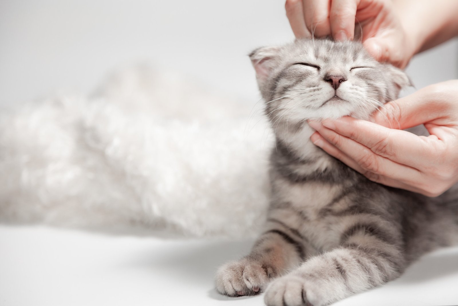 Chat qui se fait caresser Lou Cat - Cat Sitting