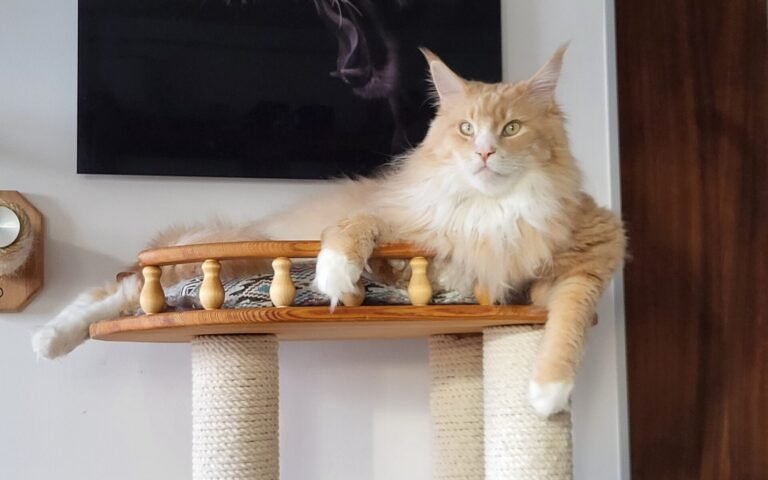 Aménager l’espace idéal pour votre chat : conseils pratiques pour un confort optimal