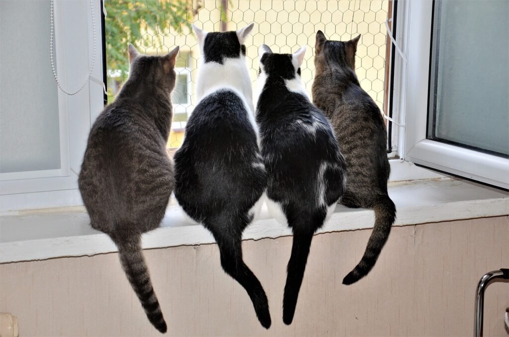 Chats à la fenêtre - Lou Cat - Cat Sitting à Nice