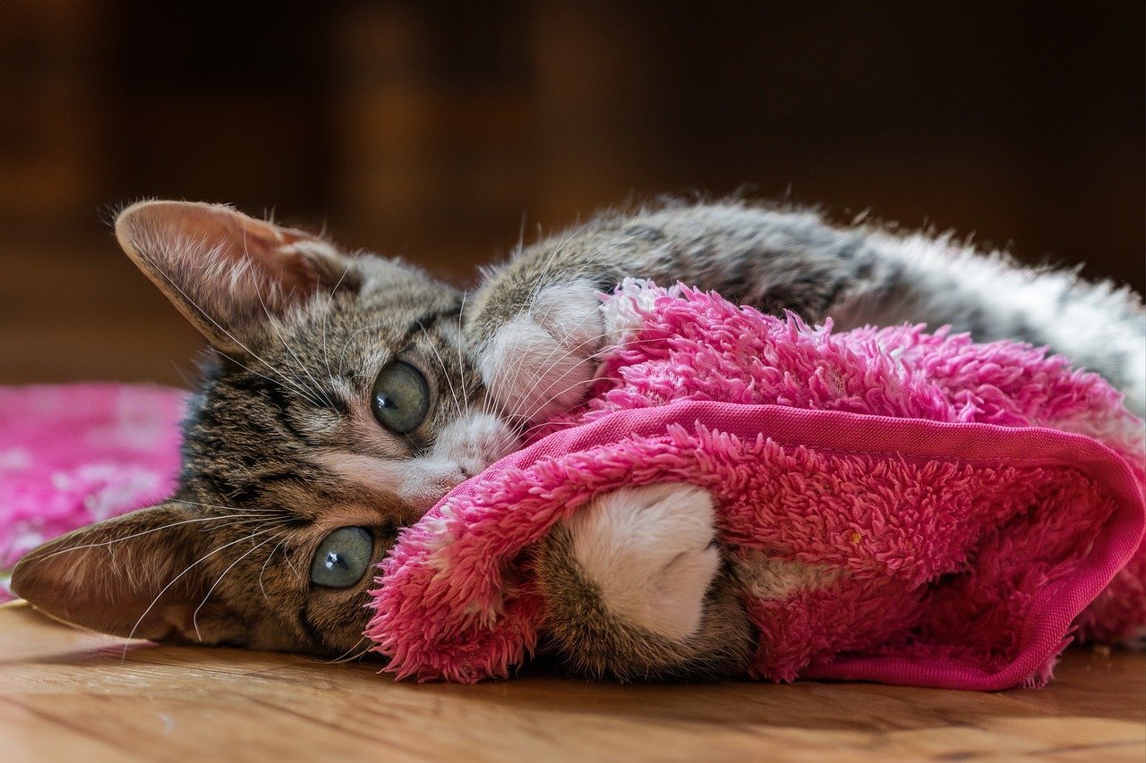 Chat qui tient une serviette dans ses pattes Lou Cat - Cat Sitting
