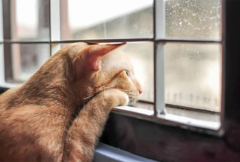 Le Chat Peut-il Rester Seul ?