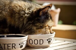 Chat qui mange Lou Cat - Cat Sitting à Nice