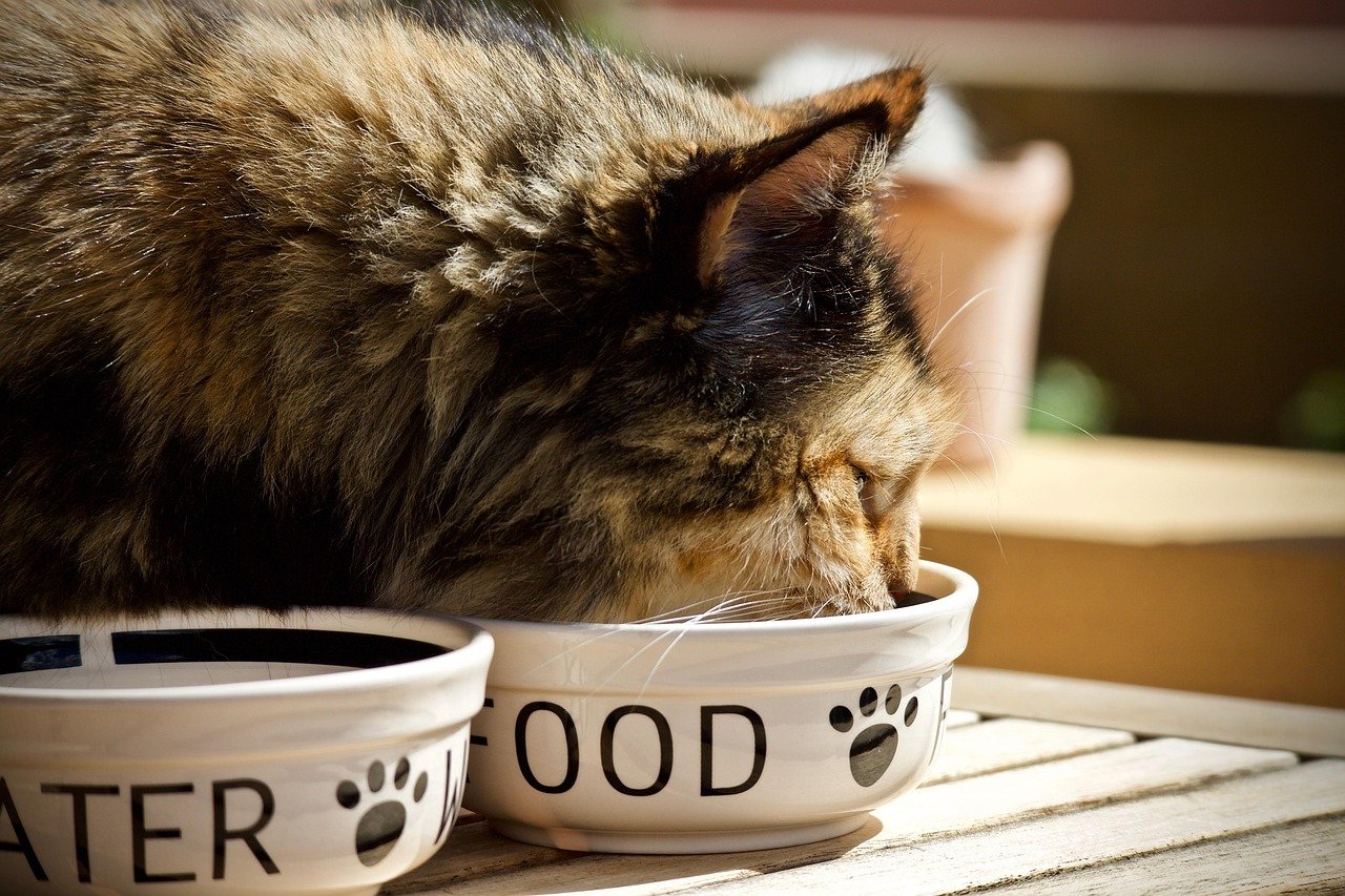Chat qui mange Lou Cat - Cat Sitting à Nice