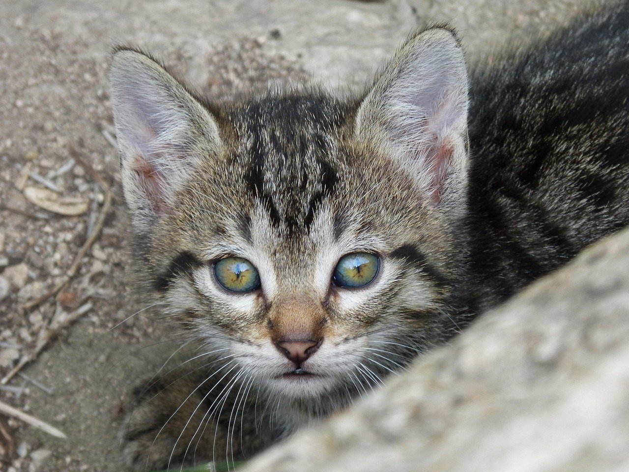 Chaton - Lou Cat Cat sitting