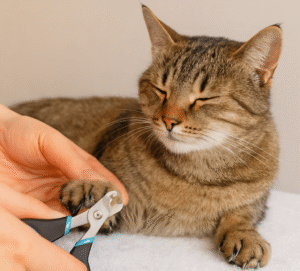Chat en train de se faire soigner