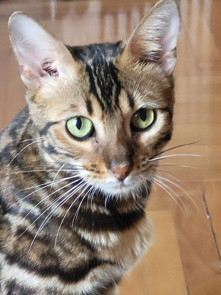 Journée Internationale du Chat : mes conseils de cat sitter pour chouchouter votre félin