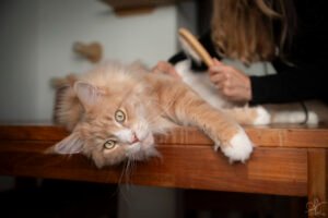 Chat brossé - Lou Cat - Cat Sitting à Nice